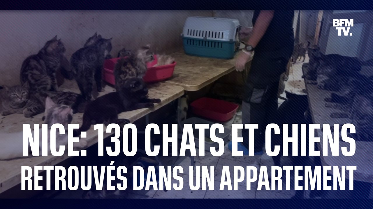 130 chats et chiens découverts dans un appartement à Nice