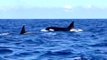 Orcas Spotted Off Canary Island Coast In Extremely Rare Sighting