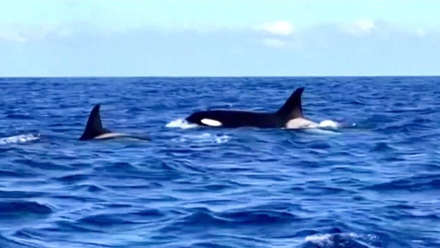 Orcas Spotted Off Canary Island Coast In Extremely Rare Sighting