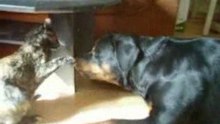 Rencontre entre spike et kimy