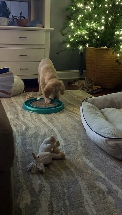 Un chiot joue avec un jouet pour chat pendant que le chat regarde