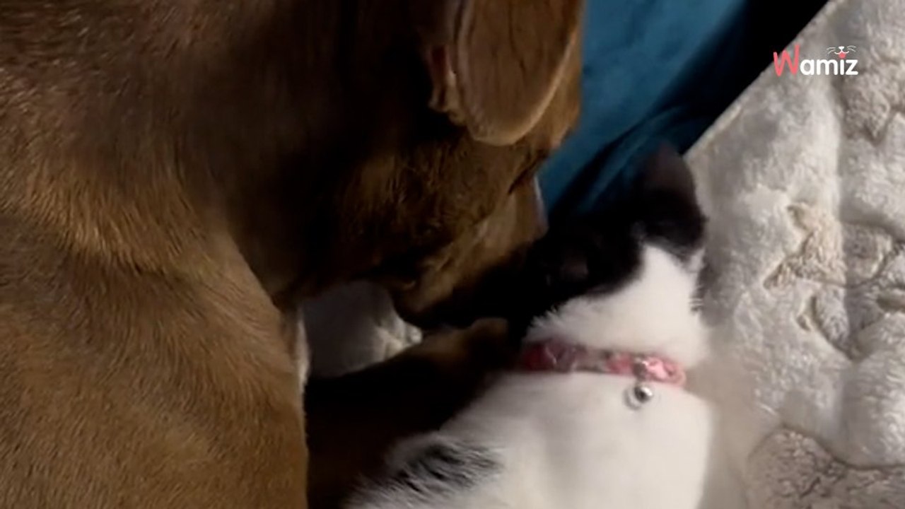 Ce chaton découvre le super pouvoir d'un chien devant 1M de personnes stupéfaites (vidéo)