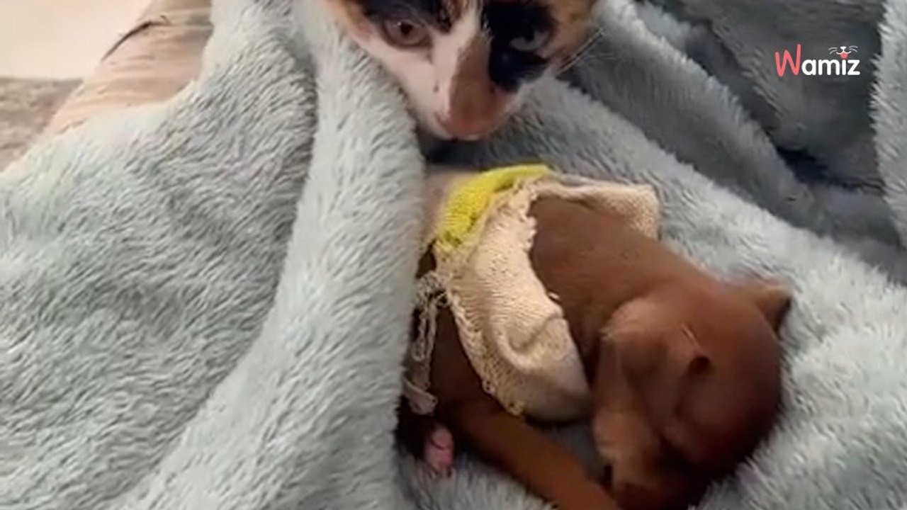 Un chat découvre un chiot endormi : il fait preuve d'une douceur extraordinaire pour leur première rencontre (vidéo)