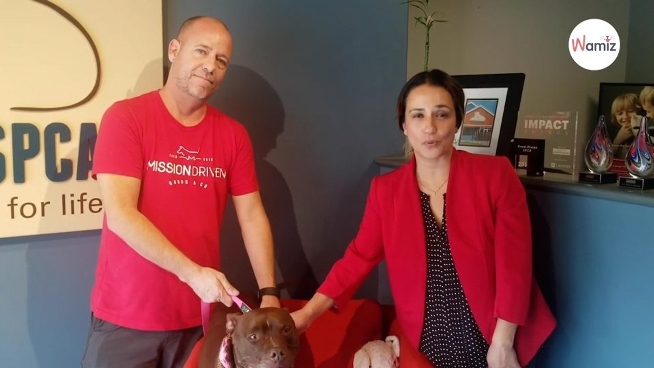 Personne ne veut adopter ce chien, un homme prend une décision radicale qui touche le monde entier (vidéo)