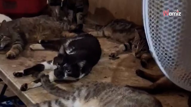 Nice : il menace de faire exploser son appartement, les autorités découvrent 130 chatons et chiots à l'intérieur
