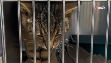 Ils demandent l’euthanasie de leur chat de 13 ans : une femme sauve l’animal et fait une mise au point sur les réseaux sociaux