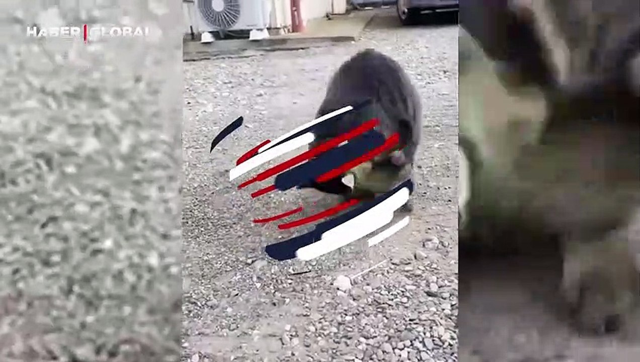 Sokak kedisinin ilginç yeteneği şaşırttı! 'Takla ile dönüyor'