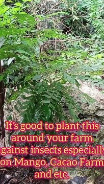 Plant Against Insects in the Farm