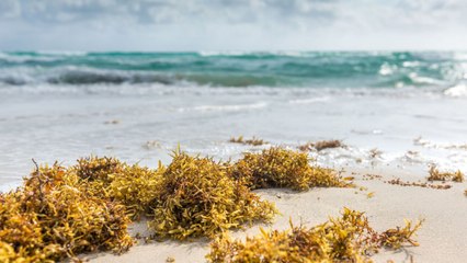 Massive Florida-Bound Seaweed Blob Decreased By 75%