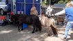 Watch a goat jump from the back of one donkey to another at St Lawrence Surgery Community Open Day in Worthing