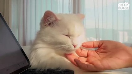 Are All White Cats Dog-Like Cats? (ENG SUB)