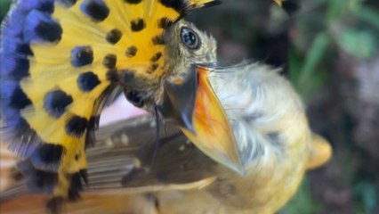 Royal Flycatchers display their beautiful crests during the bird banding *Nature's Beauty*