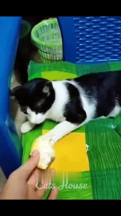 Kompilasi Kucing Lucu ‼️ Ngakak Parah