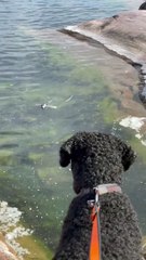 Curious Seal accueille Curly Coated Retriever