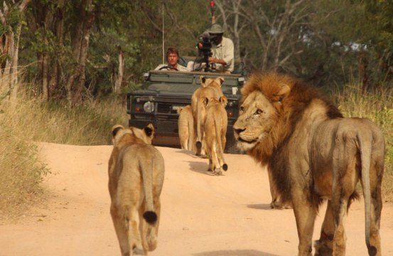 Nature's Surprise: Lioness proudly introduces her own cubs
