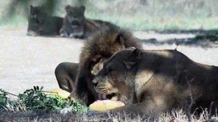 Israël: des aliments congelés pour rafraîchir les animaux d'un zoo