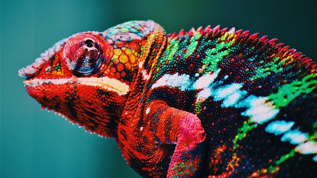 Los anfibios y reptiles son los animales más afectados ante la existencia de especies invasoras