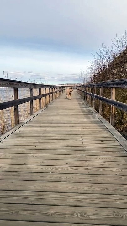 Old Dog Cute One Funny Dog Run Videos