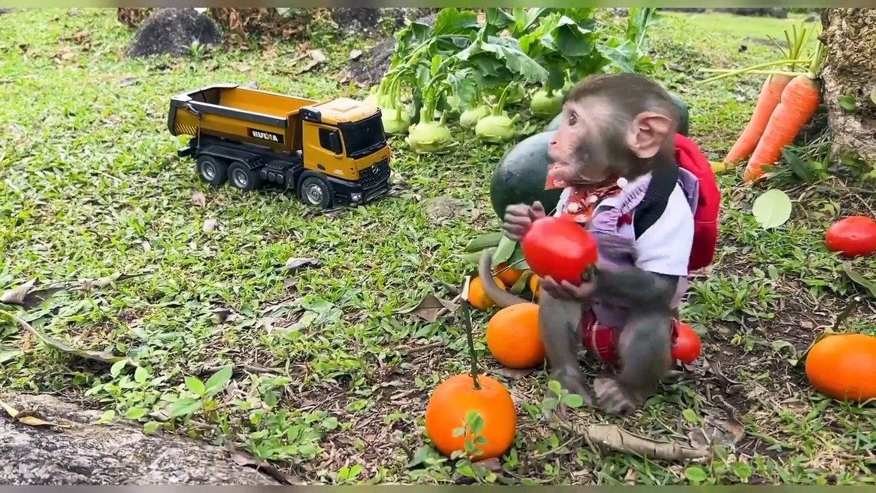 Monkey cartoons video ~How to monkey work@shorts_Full-HD