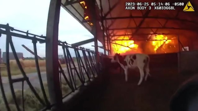 Cows stuck inside burning barn rescued by police officer