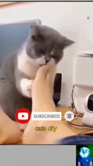 funny cats videos 2023 /Best funny Animals cat and dog