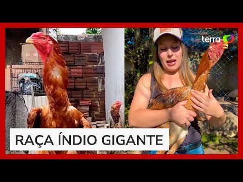 Criação de 'galos gigantes' chama a atenção nas redes sociais