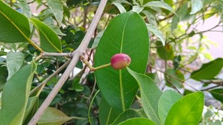 How to Grow Jamun Plant in Pot