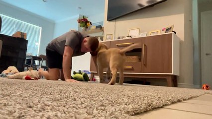 Golden Retriever Pup rend les pompes plus difficiles