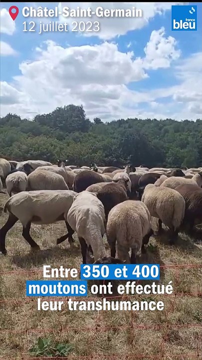 "C'est très effrayant" : un berger forcé de déplacer son troupeau à cause de la sécheresse en Moselle
