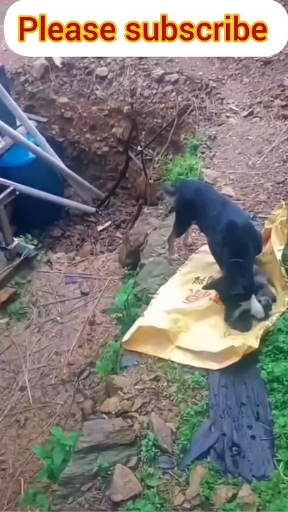 amazing dog