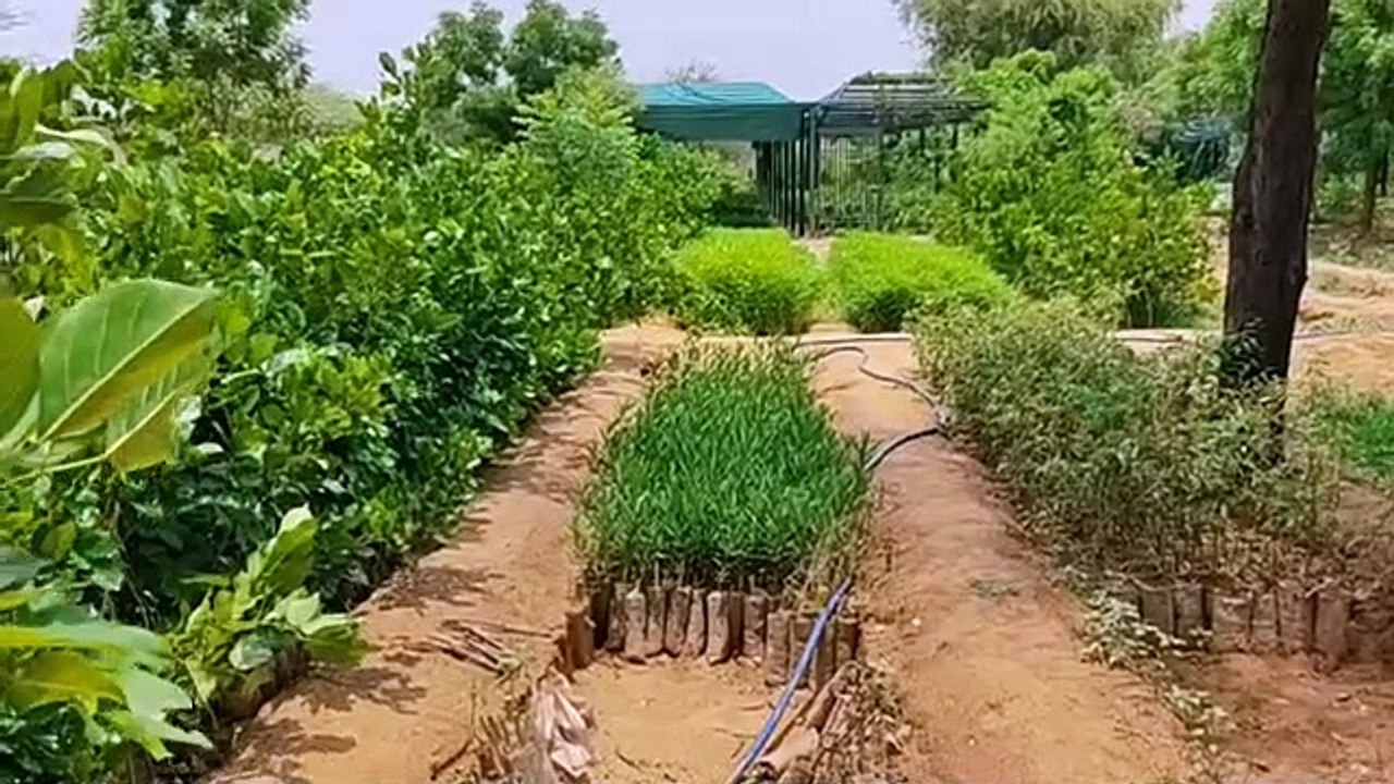 पौधरोपण अभियान- ग्रामीण क्षेत्र में लगाए जाएंगे...
