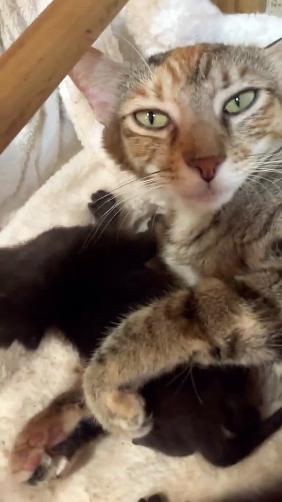 Mama Cat fait des câlins à son chaton