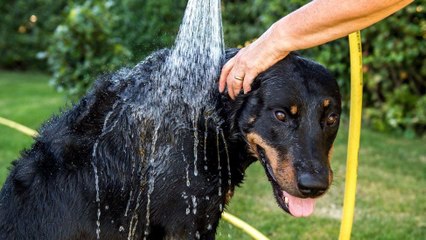 How to Keep Your Pets Cool During a Heat Wave