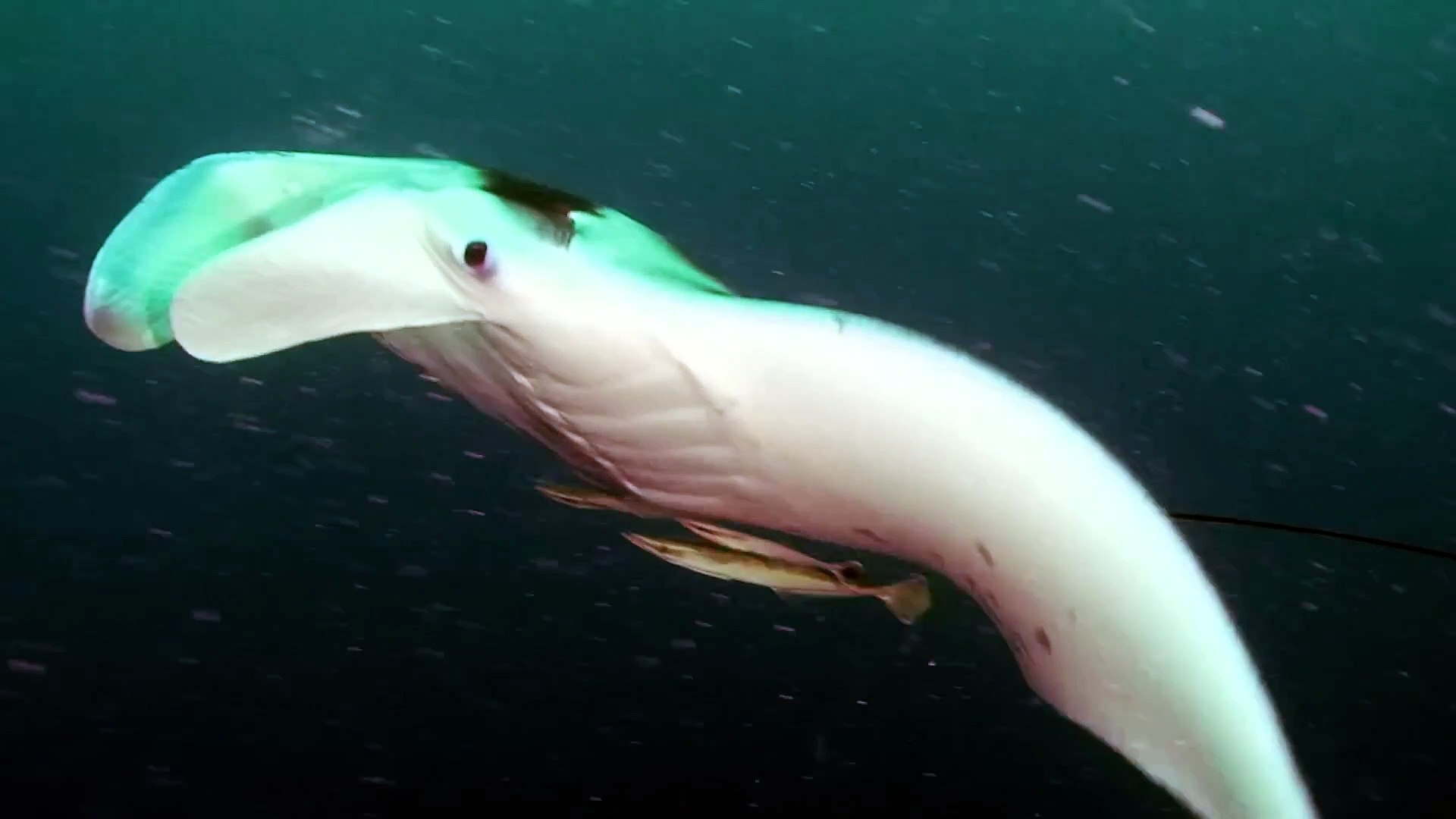 ⁣World of the Wild  Episode 7 The Open Ocean  Free Documentary Nature