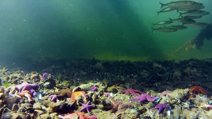 World of the Wild  Episode 4  The Arctic  Free Documentary Nature