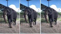 Chhouk, el elefante que perdió una pata en una trampa y volvió a caminar gracias a una prótesis