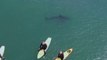 Great white sharks swim feet away from surfers at California beach