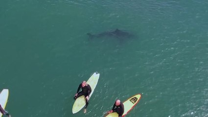 Great white sharks swim feet away from surfers at California beach