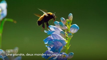 Une planète, deux mondes sauvages - 18 juillet