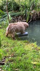 Bobi Almost Catches Fish