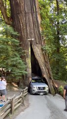 Car Scrapes Through Redwood Trunk