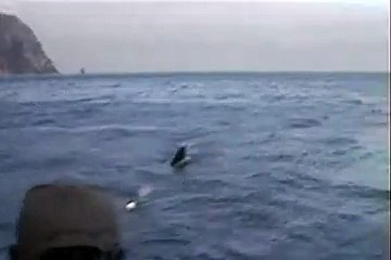 Great_white_shark_bruce  | Finding Nemo / Shark Tale "Lenny, Frankie, Don Lino" (240p)