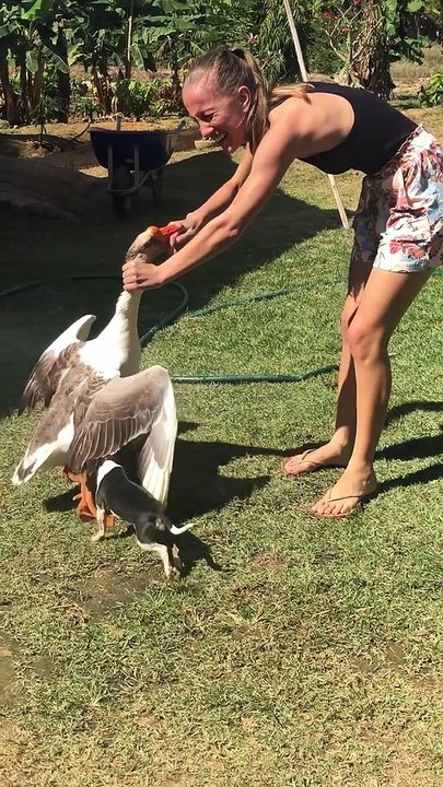 Bit By A Goose