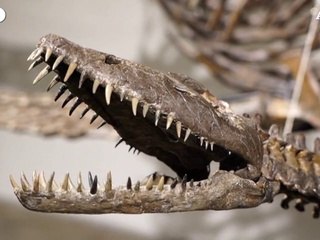 New York, i resti di predatori preistorici all'asta da Sotheby's