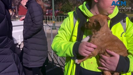 Puppies for adoption at Winter Festival