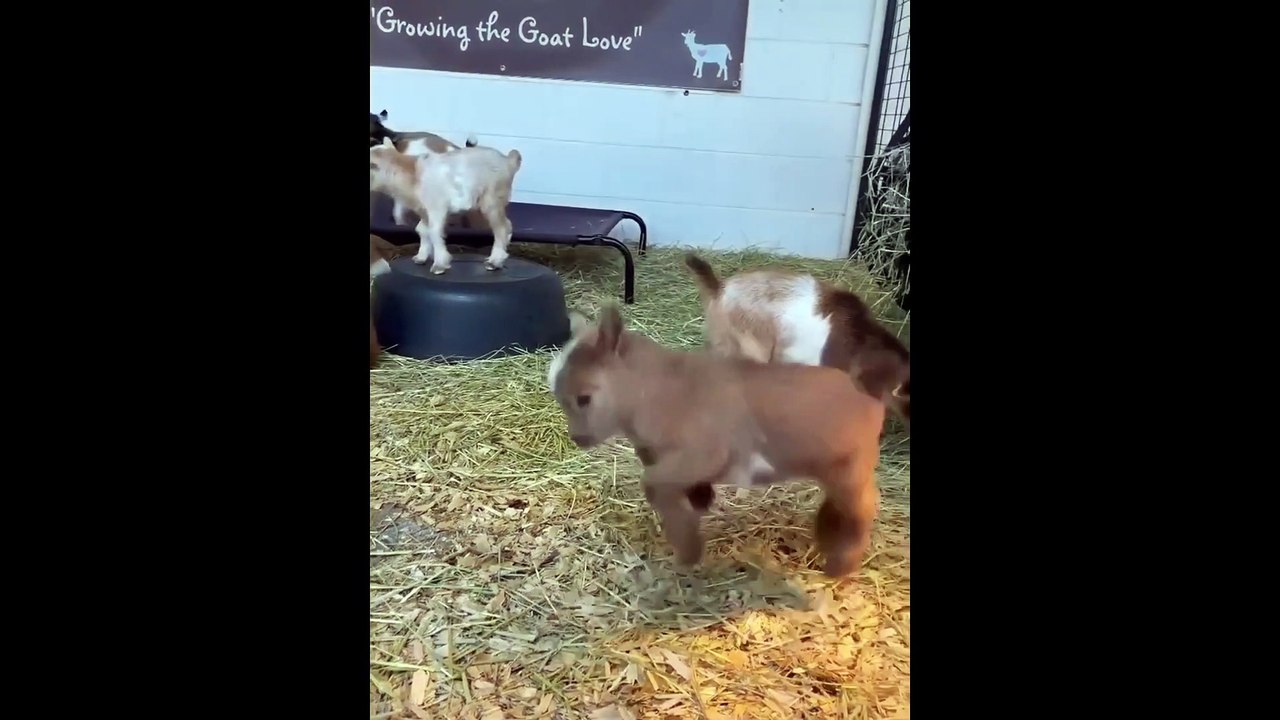 New Funny Animals  Funniest Cats and Dogs Videos _Full-HD