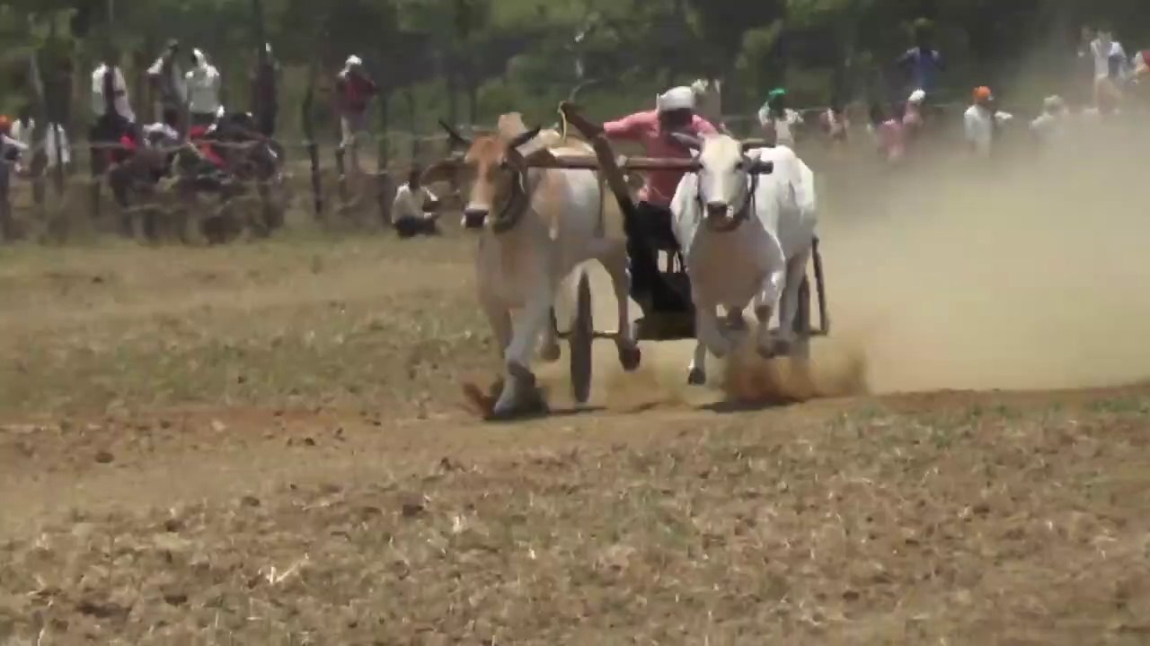 Bihiriya Pat Pratiyogita  #pat _  bailgada sharyat Video (Pat) _ Shankar Pat  Barghati Bhaiya