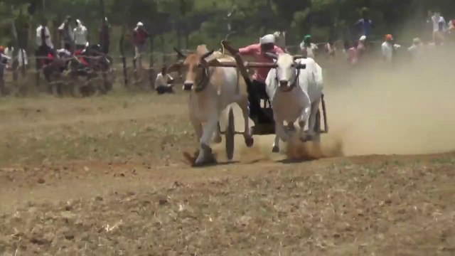 Bihiriya Pat Pratiyogita #pat _ bailgada sharyat Video (Pat) _ Shankar Pat Barghati Bhaiya