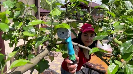 The taste of Fried Bull Testicles is incomparable! The Best Recipe for Men