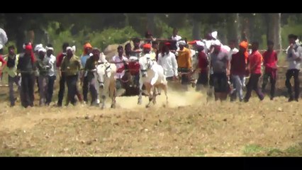 Gajab ki Res Shnkar Pat _ Pat Pratiyogita % Newargaon Murjhar  National Bull Pair Race Competition